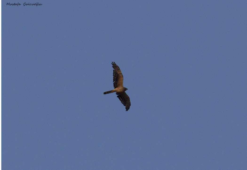 Montagu's Harrier